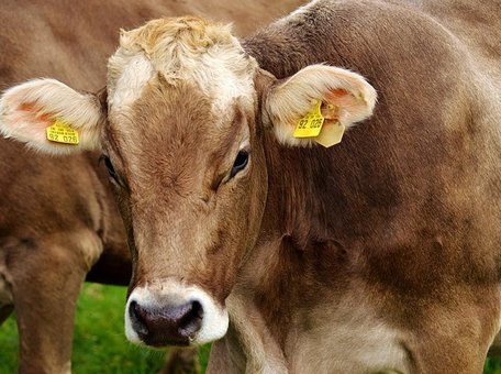 Акционеры Альфа-банка стали совладельцами крупнейшего производителя молока в России