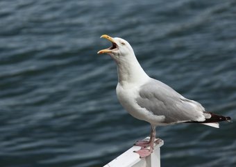 Исследование показало, какой голос нужен для успешной карьеры