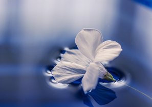 Бирюзовое будущее: какими мы увидим организации