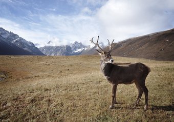 Забытая профессия