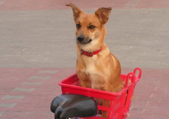 Зачем приводить на работу собак