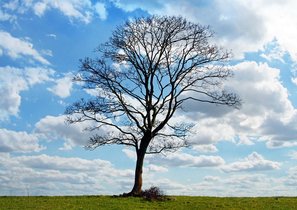 Меняйся или умирай. Консалтинг сейчас и в 2017-м