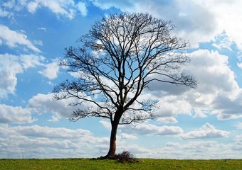 Меняйся или умирай. Консалтинг сейчас и в 2017-м