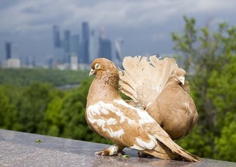 Как защитить свой капитал в 2019 году