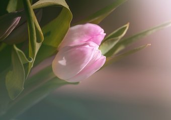 8 марта в офисе. Идеи, лайфхаки, готовый чек-лист