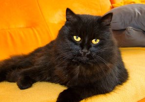 Офисные ритуалы и суеверия, в которые верит HR-менеджер 