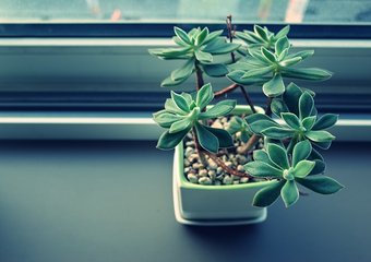 Ученые выяснили, какие растения снижают стресс в офисе