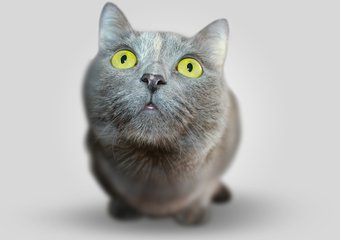 Как просить, чтобы вам были рады помочь