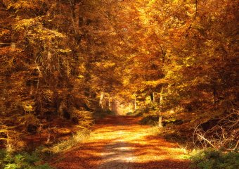 Как стартап нашел в России "нехоженые тропы"