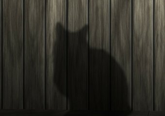 "Сначала появился кот Шмель, потом стартап"