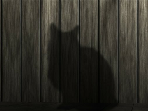 "Сначала появился кот Шмель, потом стартап"