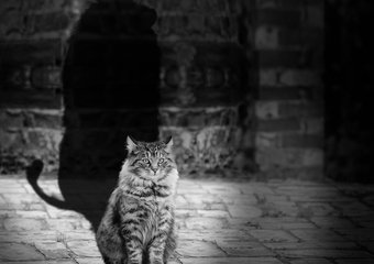 Названы устрашающие объемы теневой экономики России