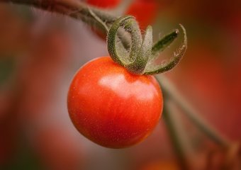 Моногорода компенсируют россиянам запрещенные турецкие овощи