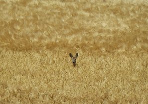 Сотрудник вовлеченный и не очень. Почувствуйте разницу