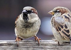 Как дать фидбэк «бунтарю», «мечтателю», «мотору» и «логику»