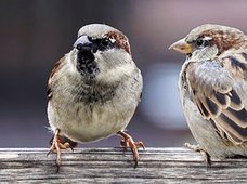 Как дать фидбэк «бунтарю», «мечтателю», «мотору» и «логику»