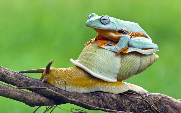 такси, профессиональные стандарты