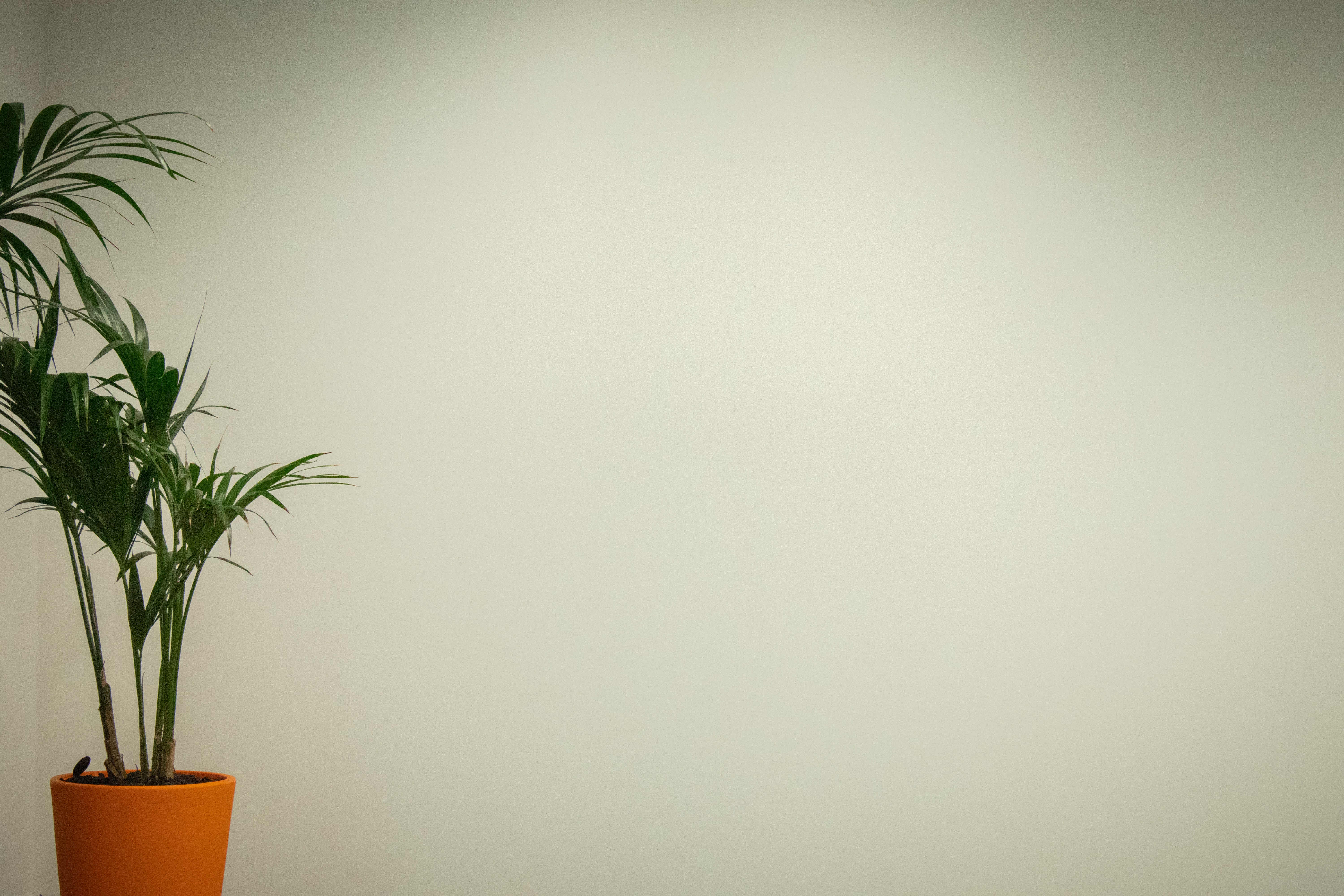 Дистанционка по расчету, Biztus, Чермен Дзотов, Отсутствие офиса, отказ от офиса, Отсутствие офиса недостатки, сокращение расходов бизнеса, сокращение расходов компании, сокращение расходов предприятия, сокращение расходов за счет удаленки, сокращение расходов за счет удаленной работы