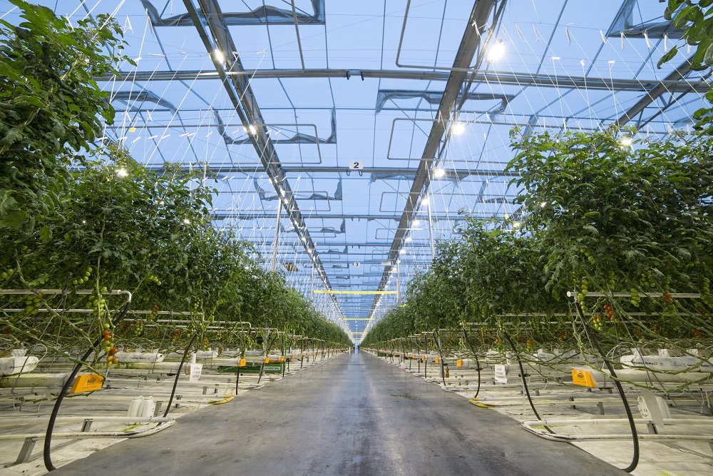 Более 1500 новых рабочих мест создаст до конца 2022 года агрохолдинг «ЭКО-культура», ЭКО-культура, Рабочие места создаются, Рабочие места в агрохолдинге, инвестиционная программа агрохолдинга, программа создания рабочих мест, создание эффективного рабочего места, создание рабочих мест в россии, создание рабочих мест примеры