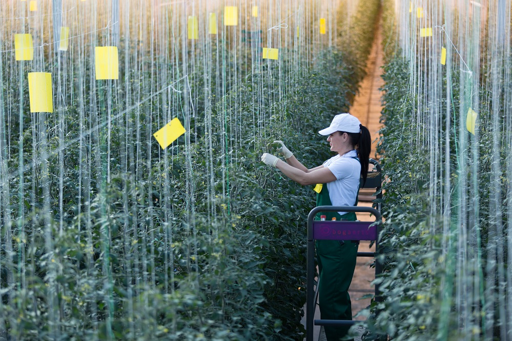 Более 1500 новых рабочих мест создаст до конца 2022 года агрохолдинг «ЭКО-культура», ЭКО-культура, Рабочие места создаются, Рабочие места в агрохолдинге, инвестиционная программа агрохолдинга, программа создания рабочих мест, создание эффективного рабочего места, создание рабочих мест в россии, создание рабочих мест примеры