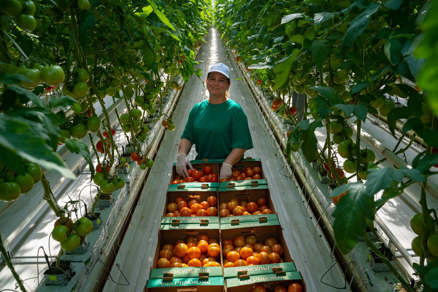 Более 1500 новых рабочих мест создаст до конца 2022 года агрохолдинг «ЭКО-культура», ЭКО-культура, Рабочие места создаются, Рабочие места в агрохолдинге, инвестиционная программа агрохолдинга, программа создания рабочих мест, создание эффективного рабочего места, создание рабочих мест в россии, создание рабочих мест примеры