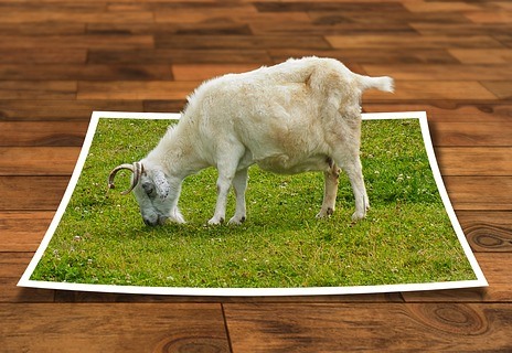 коза, пасется, поле, луг, козел, кадровое агентство, отдел кадров, кто лучше подберет персонал, кого нанять найти персонал, как найти персонал, как правильно подобрать сотрудников, Арина Гороховская, Русская школа управления, Если агент не придет лично "снимать запрос", не работайте с ним, интервью, собеседование, подбор персонала, как правильно подобрать персонал, РШУ