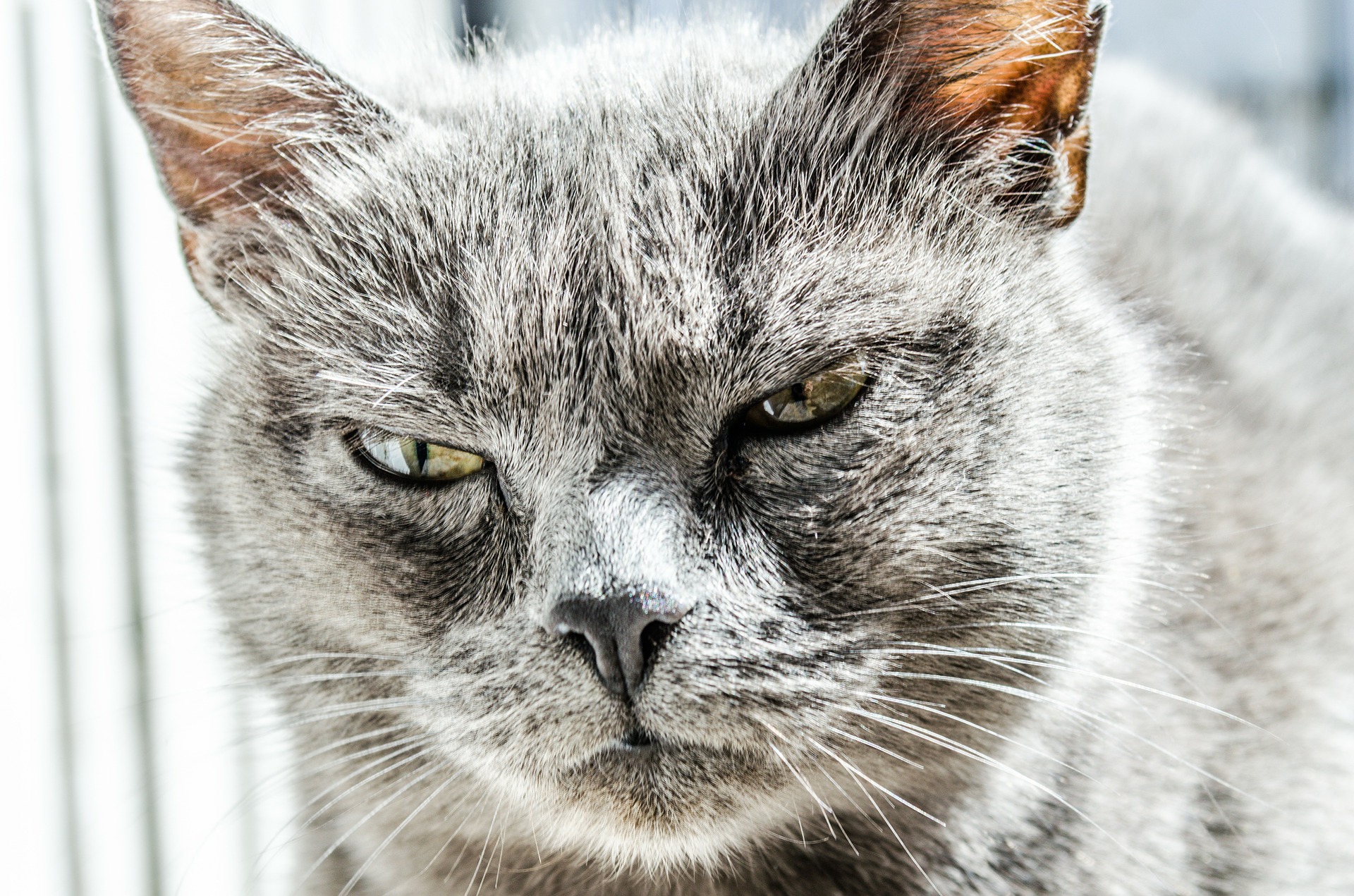 кот, хмурый, кошка, котяра, вовлеченность, опрос, мероприятия, бонусы, менеджмент, работа, портрет сотрудника, Гэллап, HR, оценка персонала, игры HR, геймификация, слабые менеджеры, авторитет, культура организации, on-going review, peer -to-peer informal feedback, Алсу Глинская, ICL Services