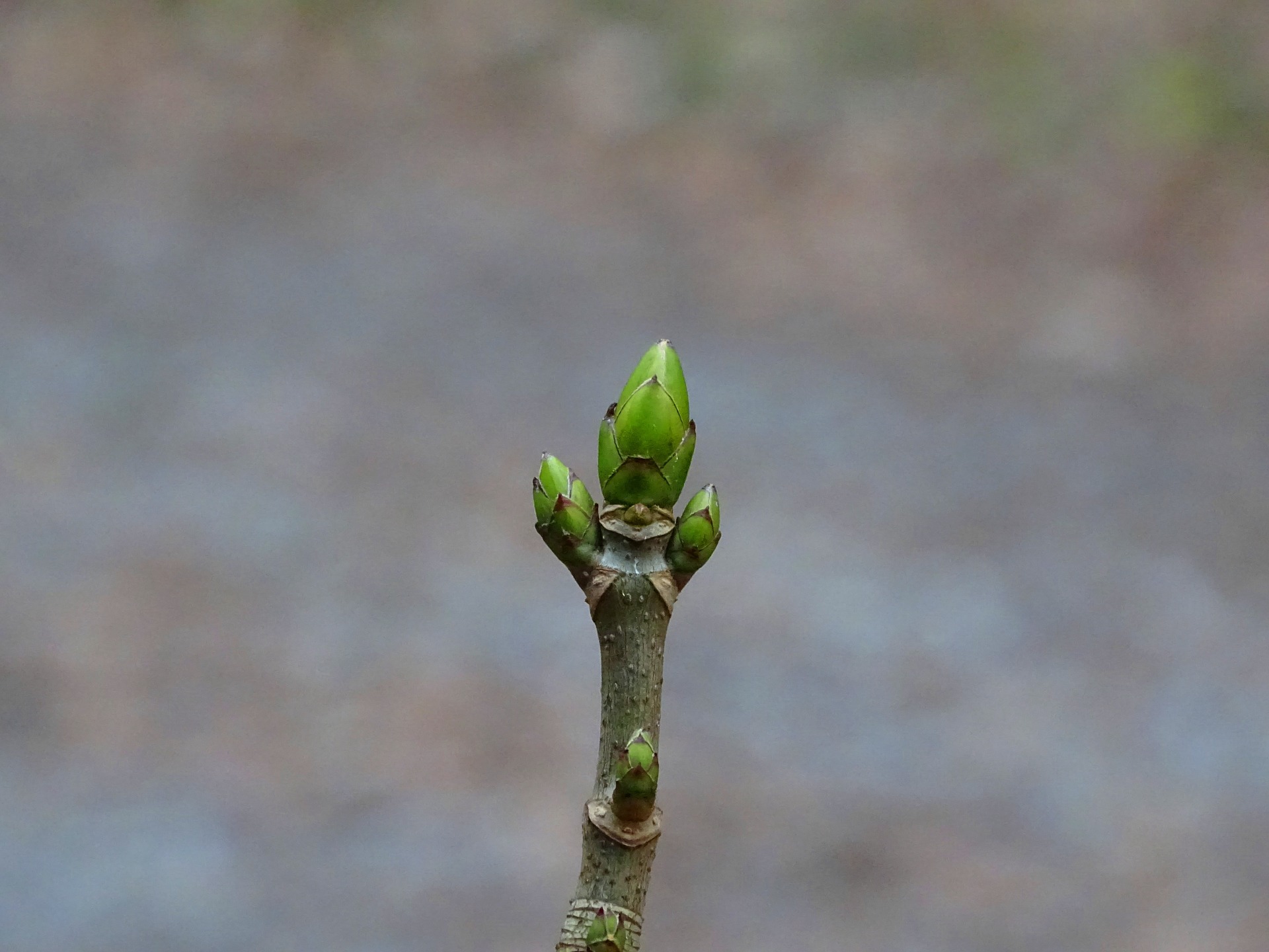 росток, рост, индивидуальный карьерный план, Подходы к развитию высокопотенциальных сотрудников, потенциал сотрудника, развитие, рынок труда, специалисты, HiPo, компетенции, работа, карьера, HR-стратегия, резерв, развитие интеллекта персонала, Анастасия Веревкина, HR-generalist ГК "Персональное решение", умные сотрудники, обязательным фактором, способствующем раскрытию потенциала сотрудников является динамичная и открытая система обратной связи от сотрудников