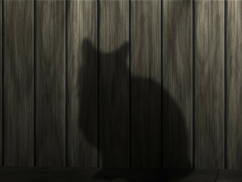 кошка, кот, забор, тень, бизнес, стартап, идея для бизнеса, интересные стартапы, любопытные стартапы, перспективные стартапы, как найти идею для стартапа, бизнес в россии, как начать бизнес, Покорми зверя, Родион Репин, консьерж-сервис, корм для собак и кошек, продвижение, средний чек, как не забывать кормить животное, 